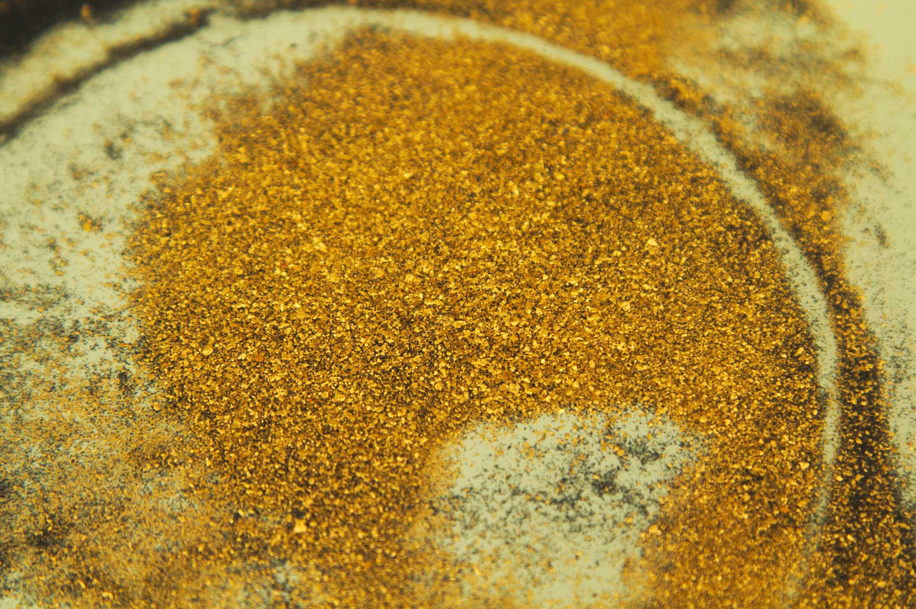 Gold flakes recovered from placer mining